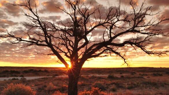 Simpson Desert tree
