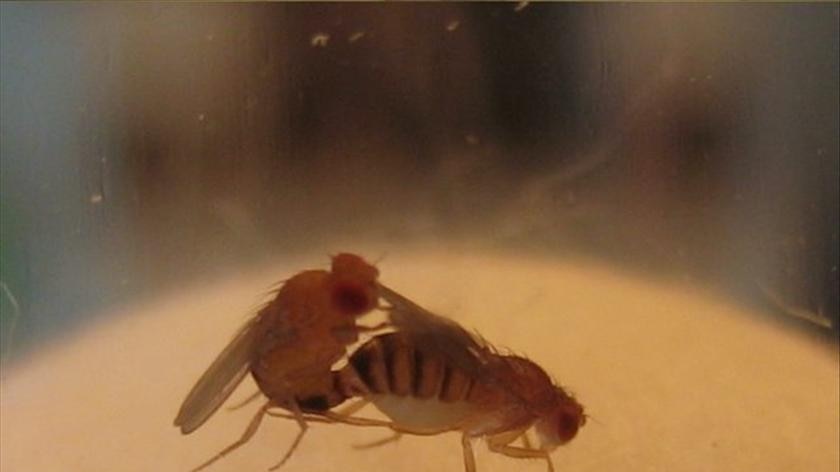 Mating fruit flies
