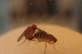 Fruit fly brains could be used to show how some attention processes occur in human brains.