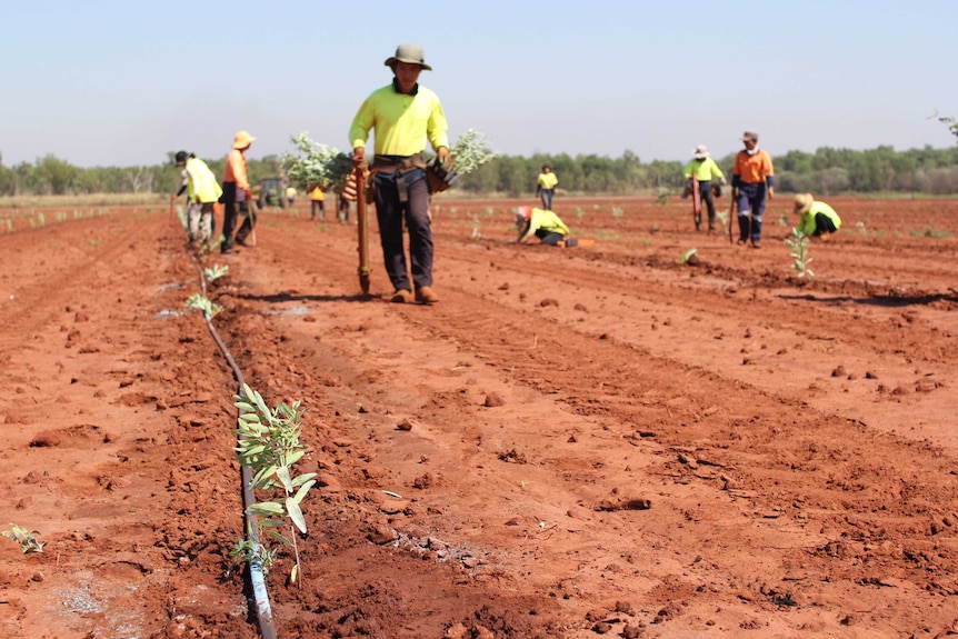 Workers planting trees in red soil.