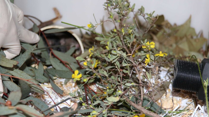 Flowers in an artificial mouse habitat.