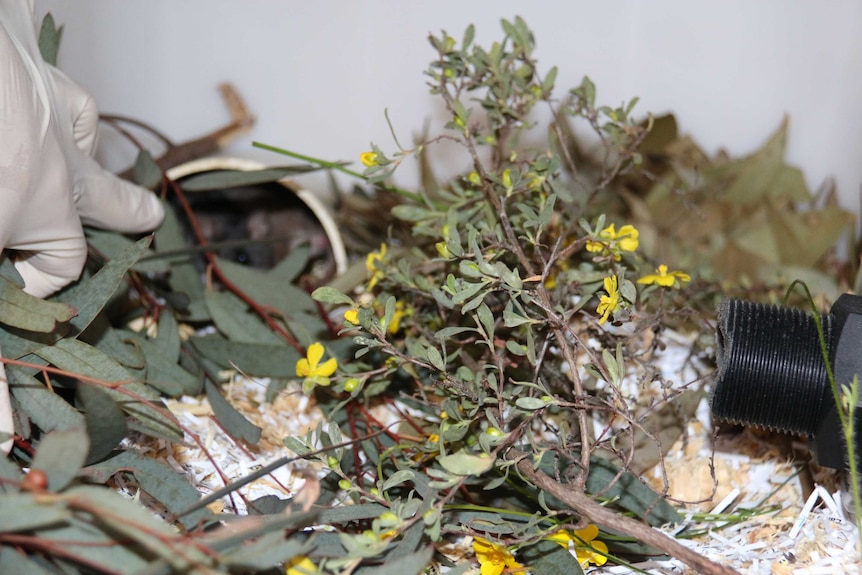 Flowers in an artificial mouse habitat.