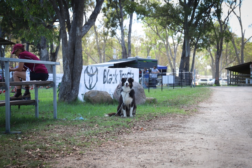 dog sitting politely in a park