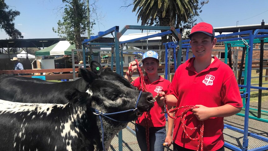 A young male and young female dressed in red stand holding two cows with a rope