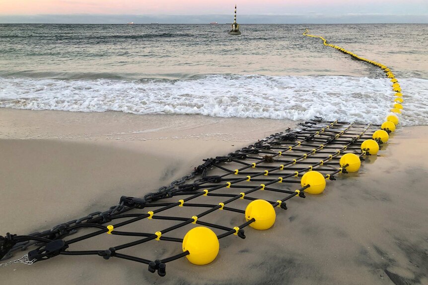 A black shark net on the sand at Cottesloe Beach in Perth stretching into the water with bright yellow buoys on top of it.