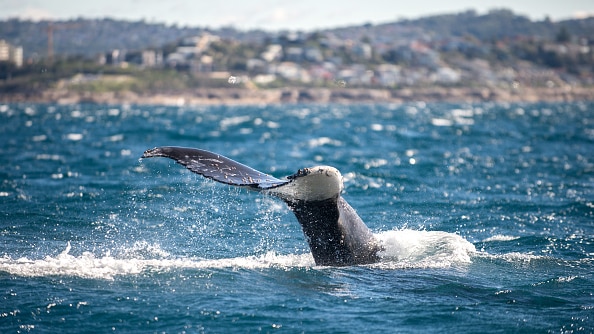 Spray comes from the tale of a humpback whale as it breaks the surface off the Sydney coast