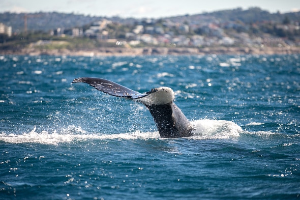 Spray comes from the tale of a humpback whale as it breaks the surface off the Sydney coast