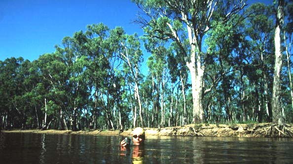 The Murray River is to get an extra 500 gigalitres of flow. (File photo)