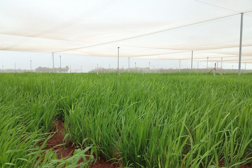 Dryland rice varieties are being trialled at the Katherine Research Farm