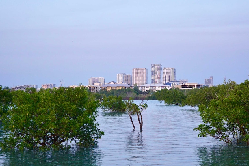 Mangroves in Darwin Harbour.