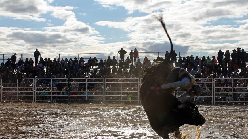 A bull rider falls the muddy ground in the bull rodeo ring