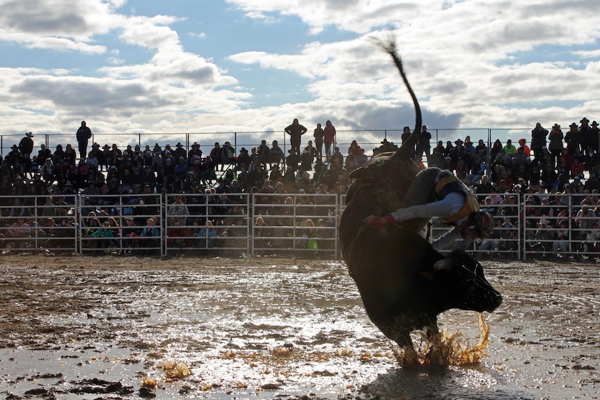 A bull rider falls the muddy ground in the bull rodeo ring