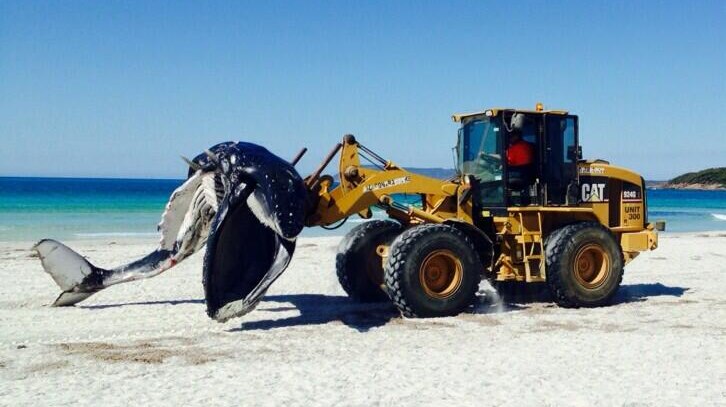 A whale carcass is removed from Middleton Beach