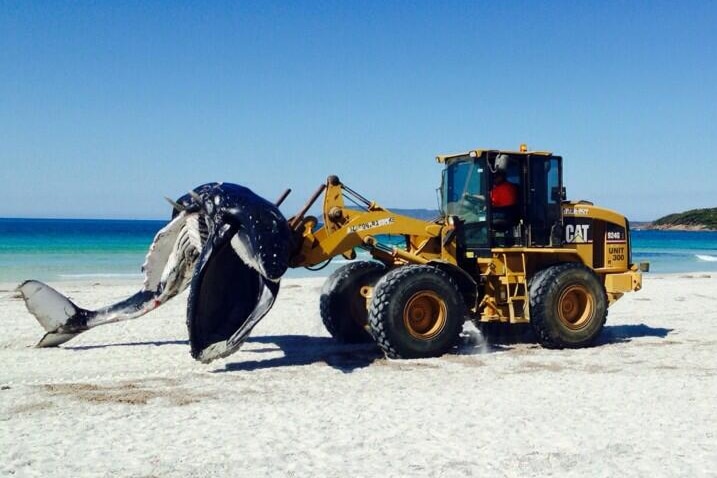 A whale carcass is removed from Middleton Beach