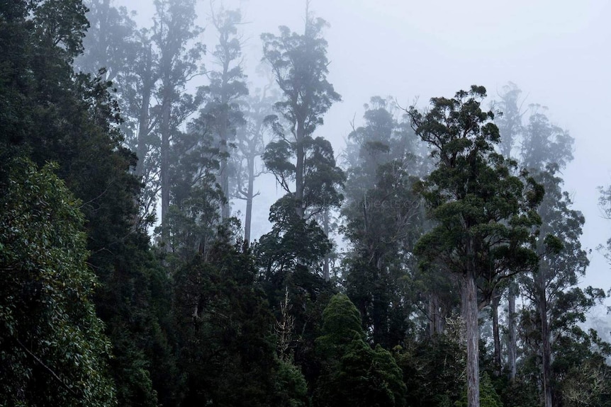 Giant eucalypt trees towering above other forest trees in the mist