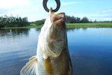 A fish hanging from a hook in it's mouth. River and green grassy banks in background.