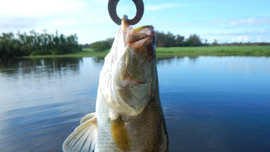 A fish hanging from a hook in it's mouth. River and green grassy banks in background.