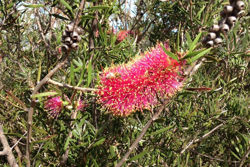 Photo of plant known as Callistemon or bottlebrush in flower at Red Hill in Canberra.