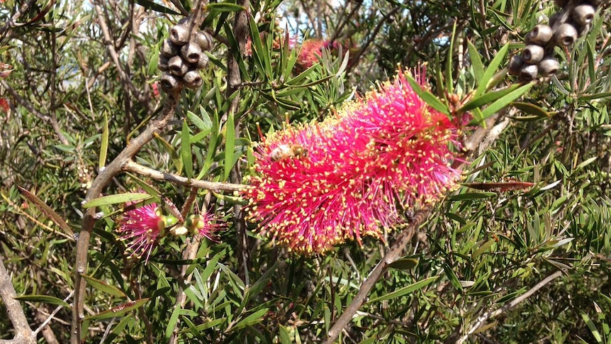 Photo of plant known as Callistemon or bottlebrush in flower at Red Hill in Canberra.