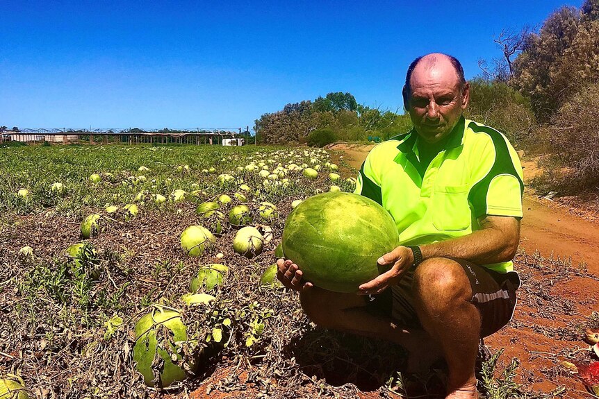 Man in high vis search holds watermelon.