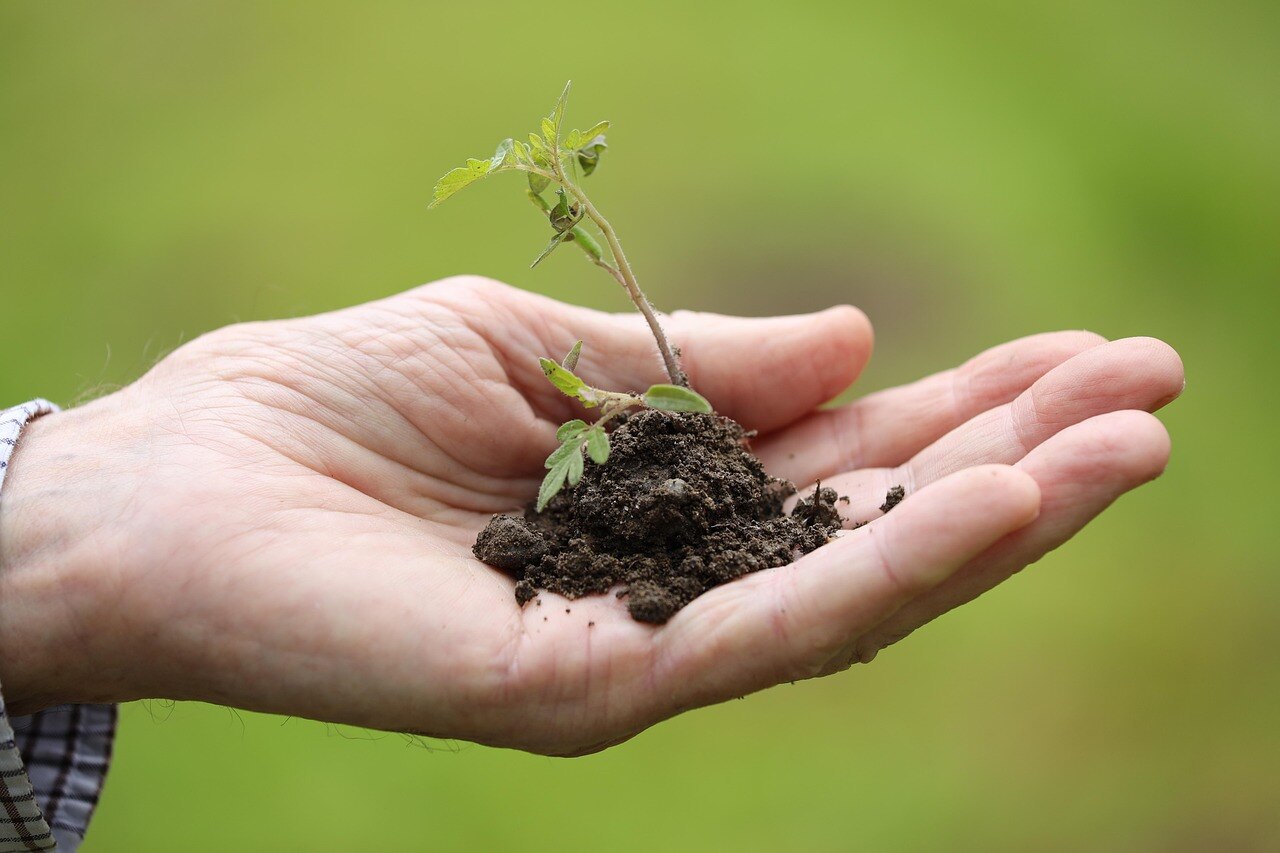 hand holding a plant sapling