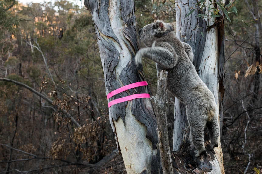 A koala leaps into a tree that is marked with pink tape