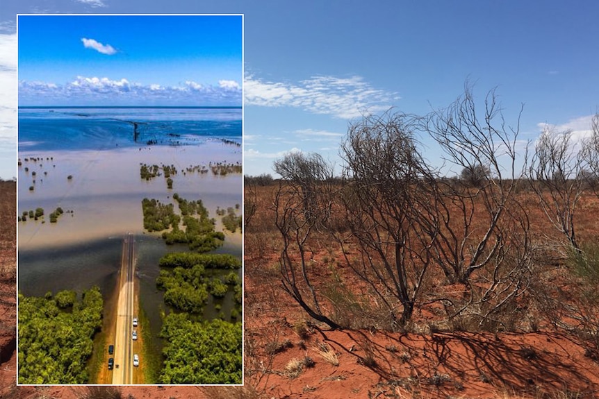 A scrubby bush on an arid landscape and an inset image of flooding across a highway taken from the air.