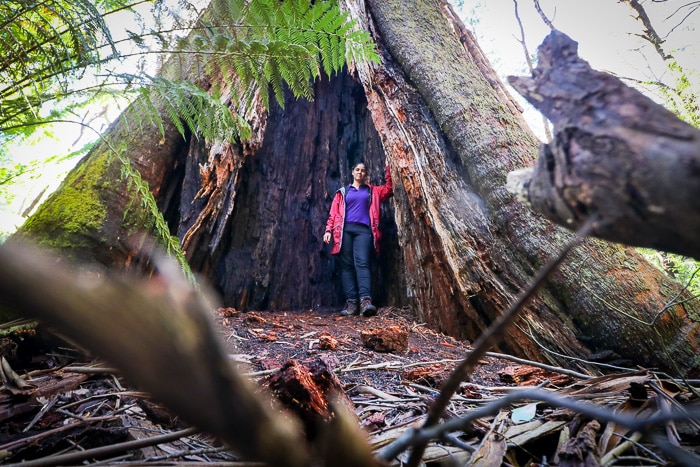 Woman stands at the trunk of a large tree