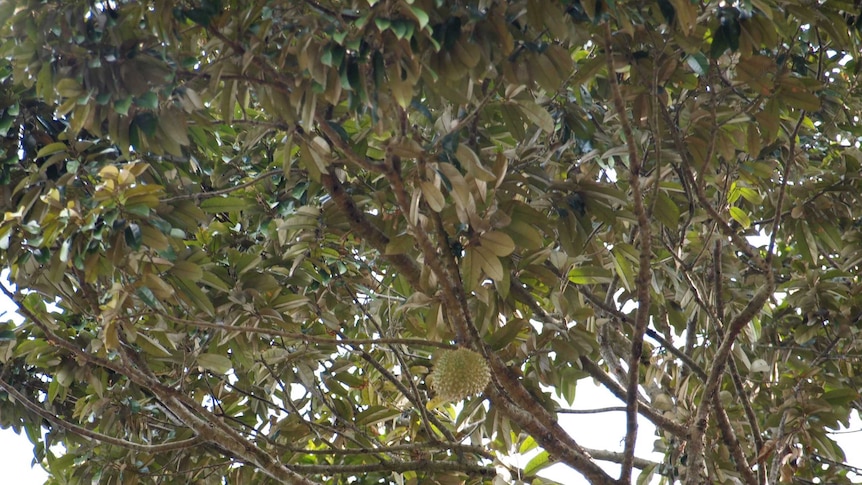 Durians