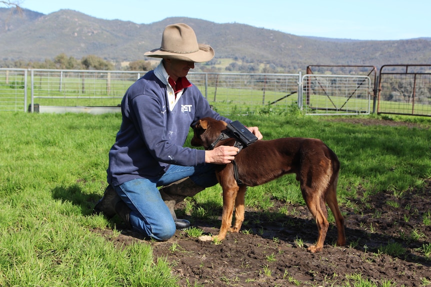 Man wearing wide brim hat, kneeling, fits a black plastic monitor around the neck of a brown dog.