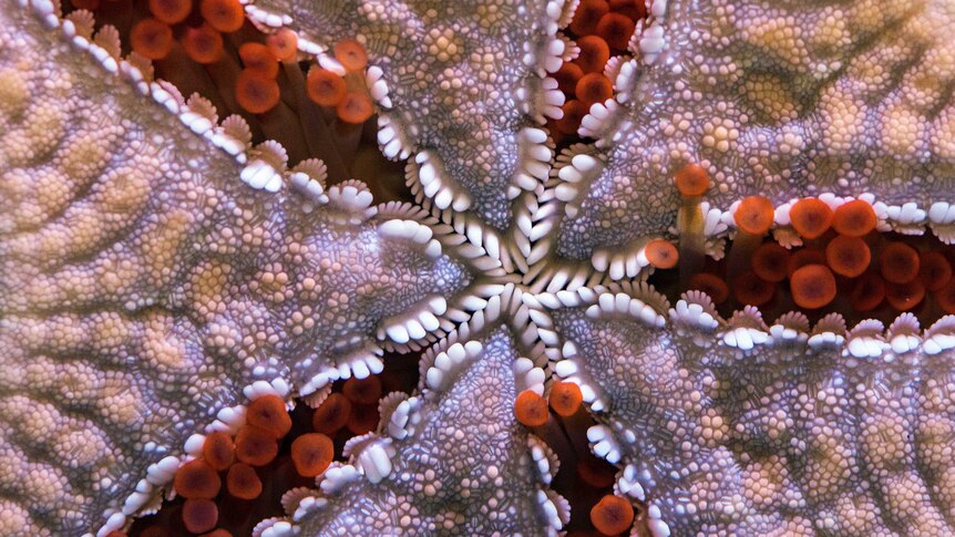 Up close with a starfish
