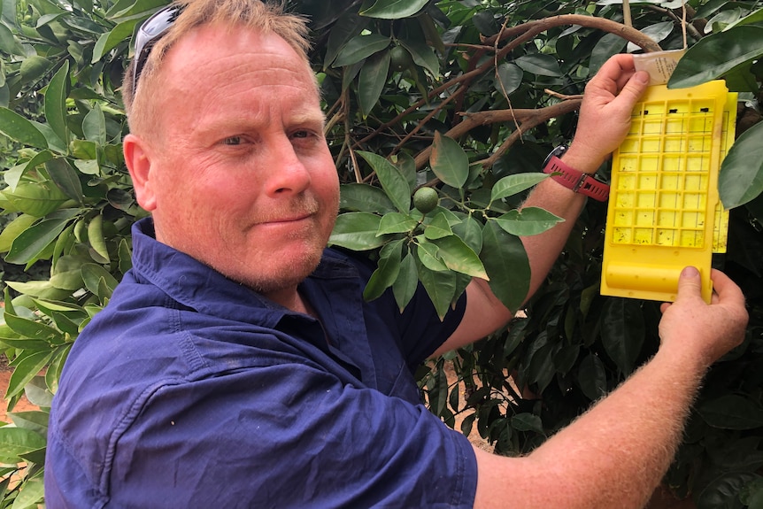 Photo of Ryan Arnold checking psyllid trap