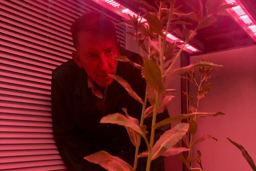 A man leans down to see a safflower plant growing under pink lights in a lab.