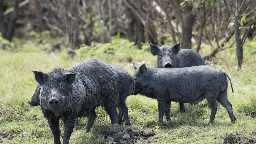 Massive feral pig population thrives as pest feasts on harvest spoils - ABC  News