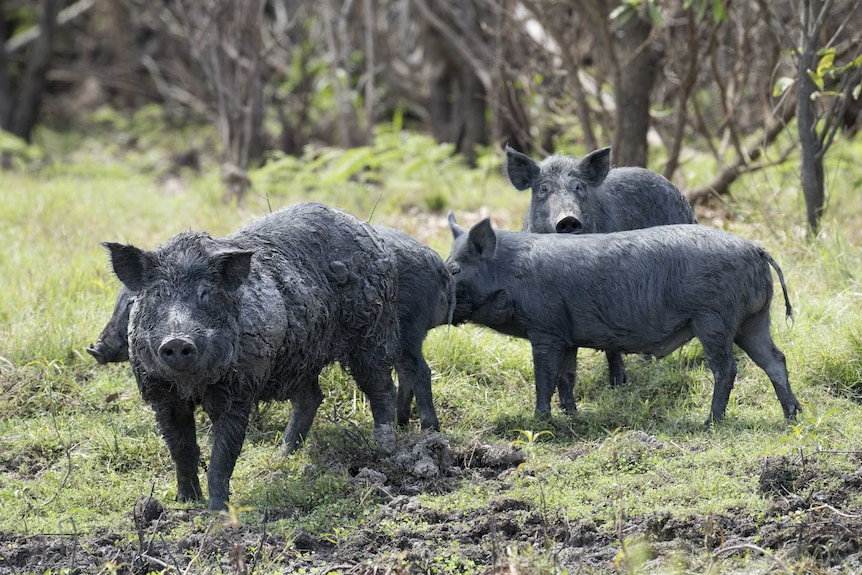 4 black wild pigs playing in the dirt