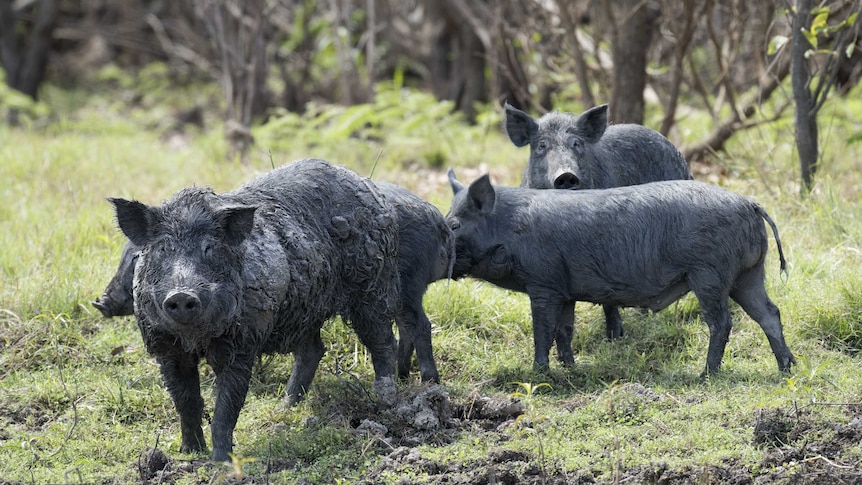 Four black feral pigs forage in the mud.