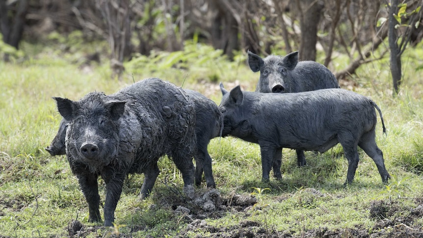 Dark-coloured feral pigs in a muddy field.