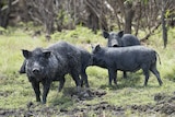 Four black feral pigs forage in the mud.