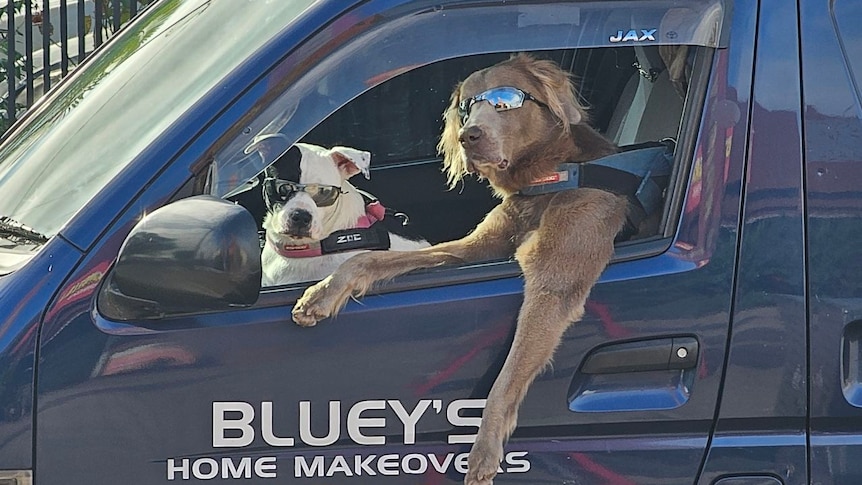 two dogs look out a blue car window with sunglasses on, one with leg out the window