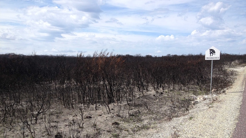 Burnt scrubland in Northern Tasmania