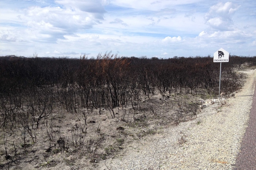 Burnt scrubland in Northern Tasmania