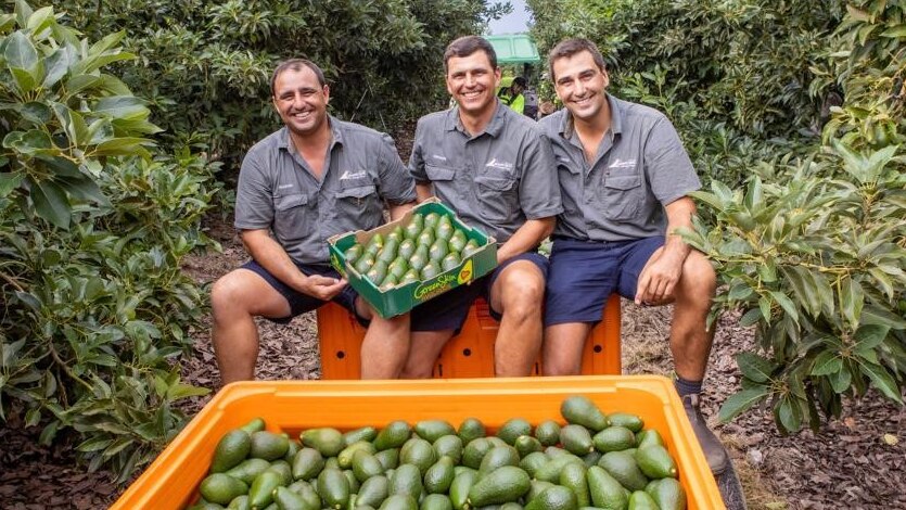 Three men and their avocados.