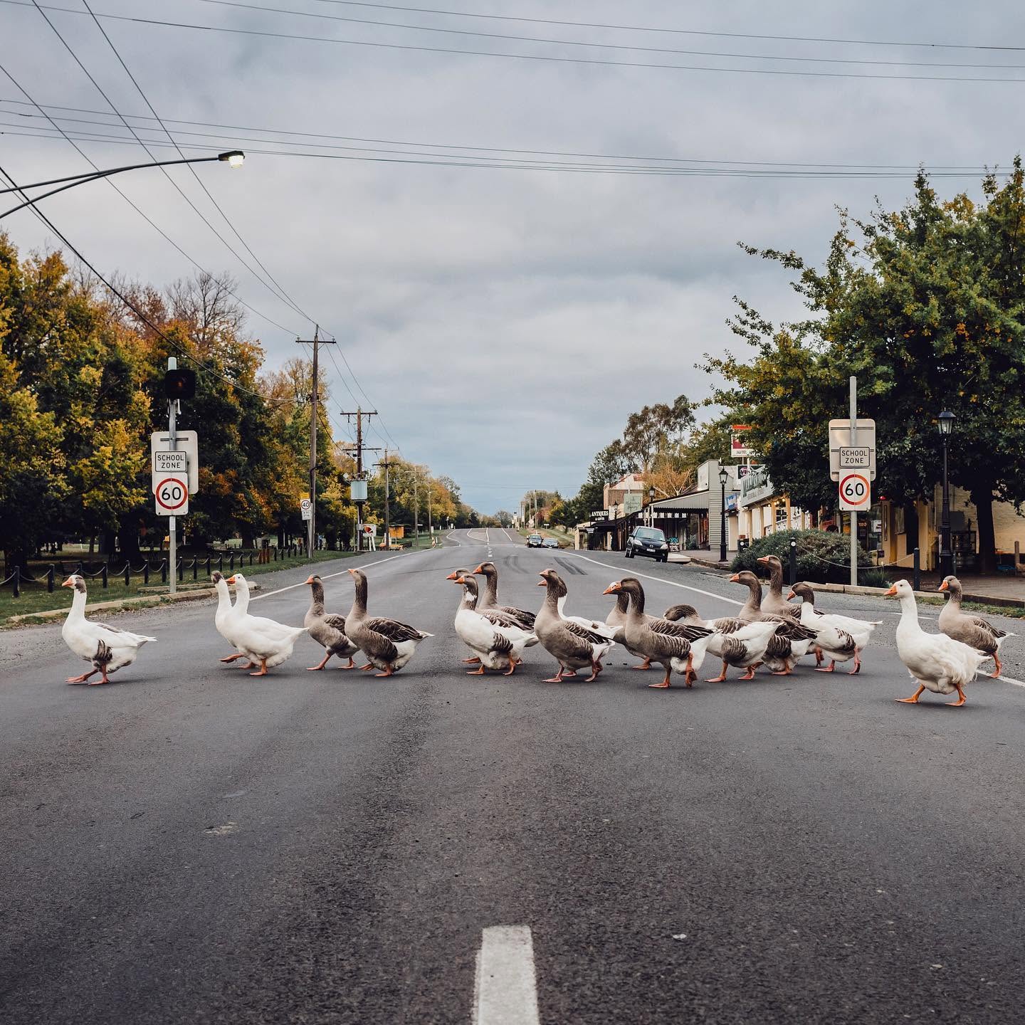 Police investigating after geese mowed down by car in Victoria