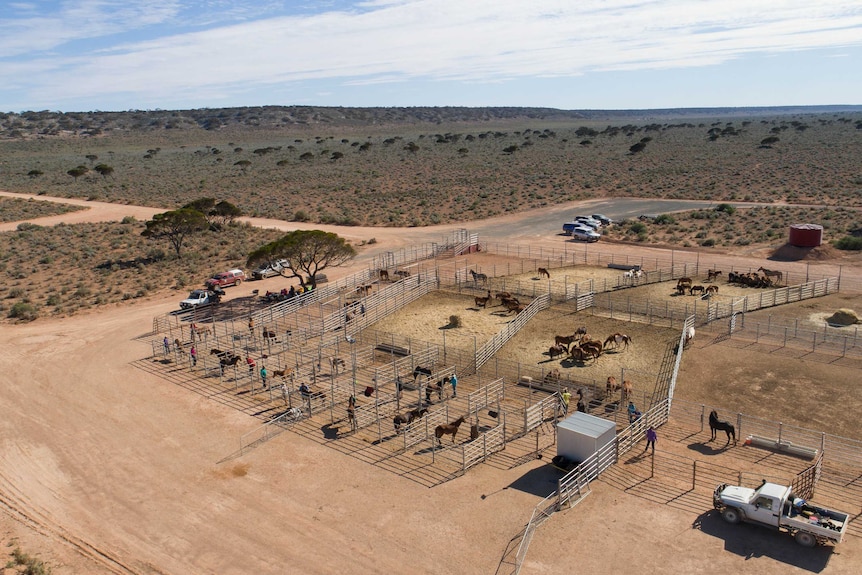 An aerial shot of the stockyards at Mundrabilla Station.