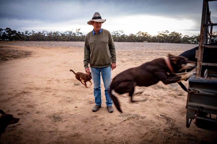 Peter McCrabb on his property, with his five working dogs.