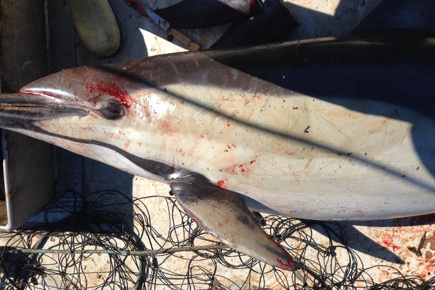 Dolphin caught in shark net