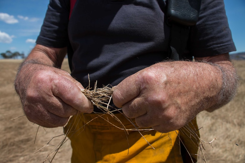 Terry Head holds up dry grass that is 100 percent cured.