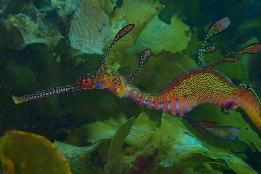 A close image of the seadragon, it has yellow spots pink and blue parts and long weed like fins on it's back