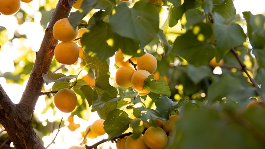 Oranges hanging off branches of a tree, leaves in the foreground