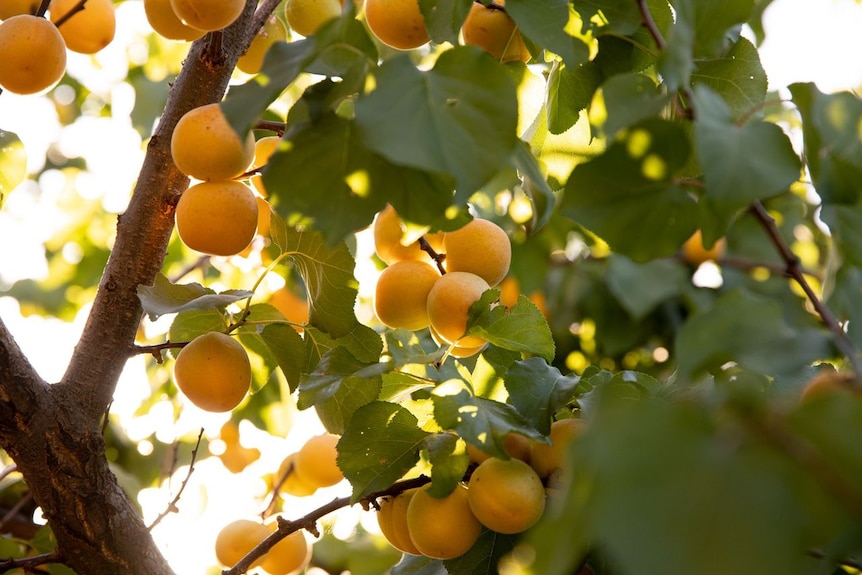 Oranges hang from a tree.